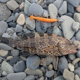 オオモンハタ