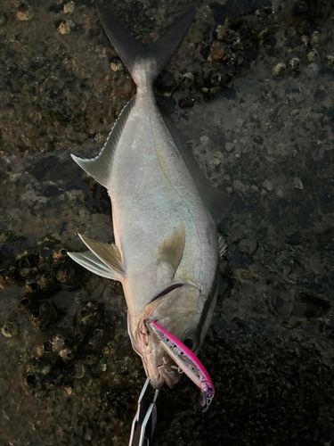 ヒレナガカンパチの釣果