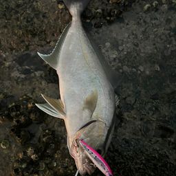 ヒレナガカンパチ