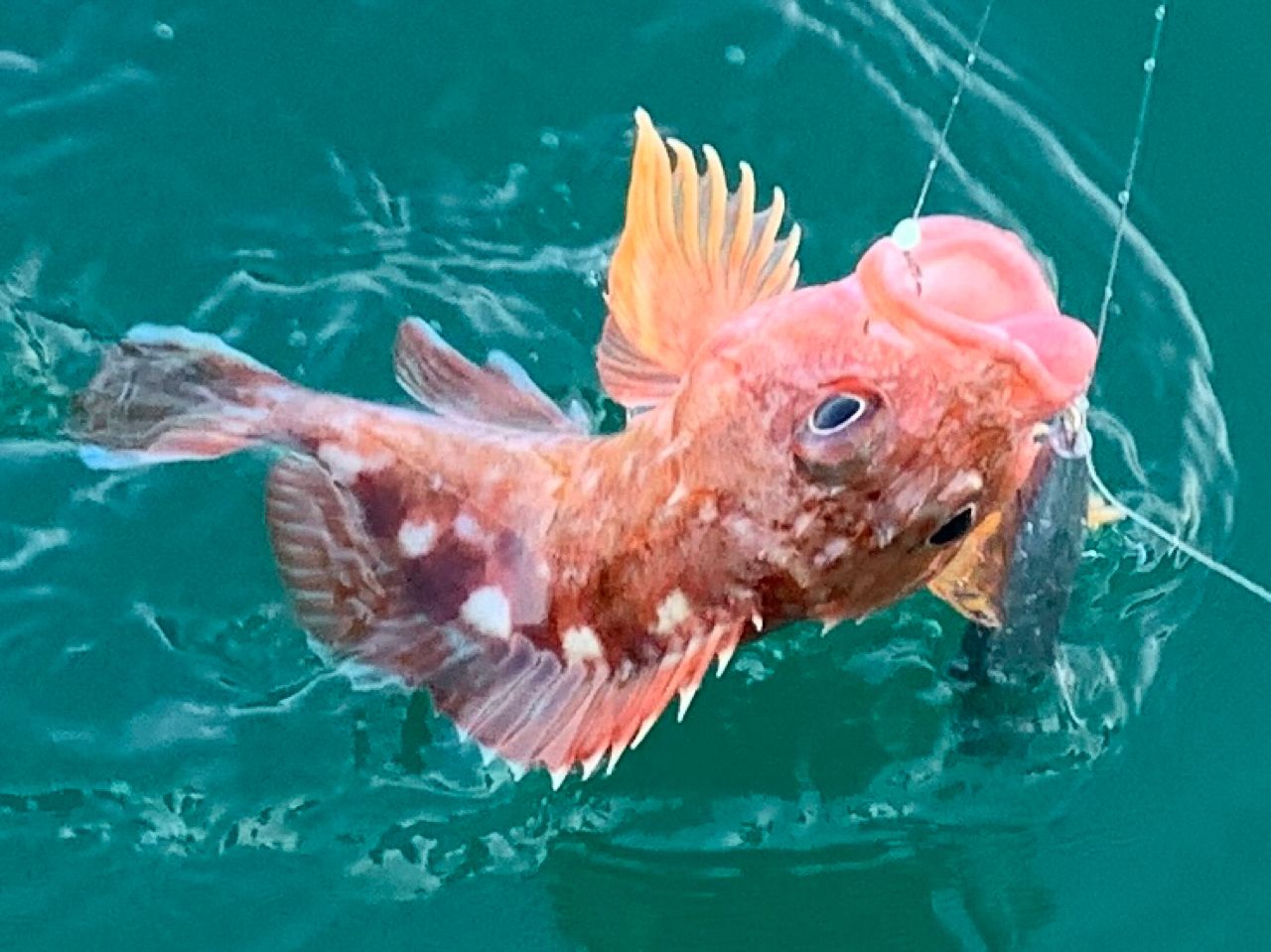 カサゴ
