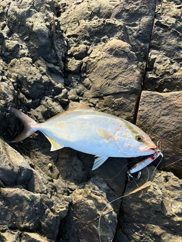 シオの釣果
