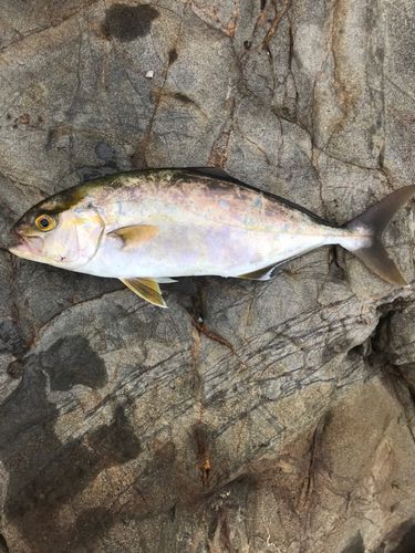 ショゴの釣果