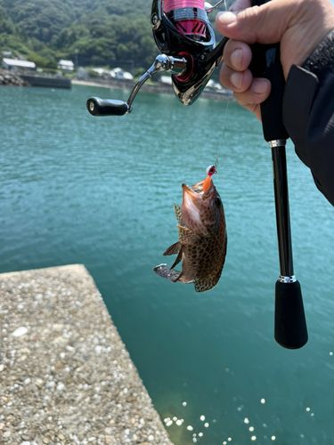 オオモンハタの釣果