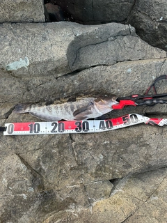 アイナメの釣果