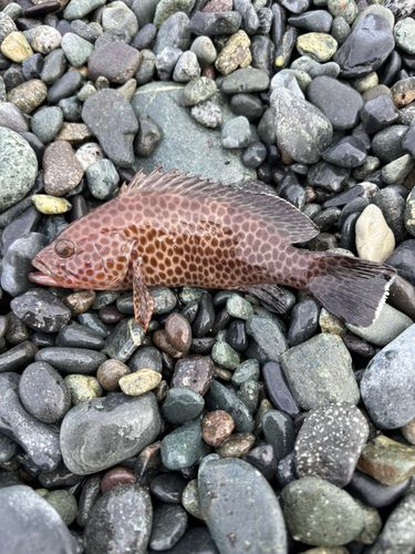 オオモンハタの釣果