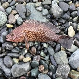 オオモンハタ