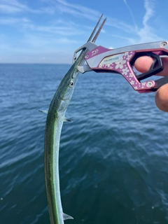ダツの釣果
