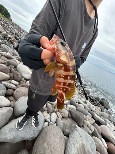アカハタの釣果