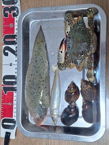 ウシノシタの釣果