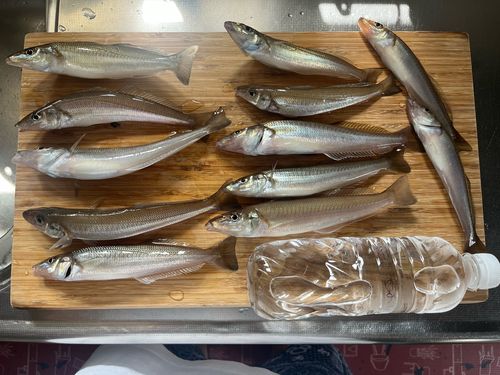 シロギスの釣果