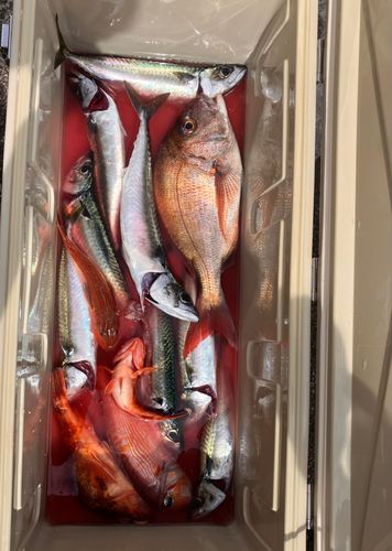 タイの釣果