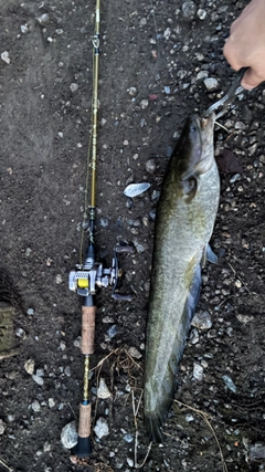 マナマズの釣果