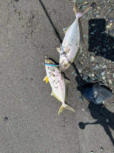 ショゴの釣果