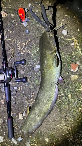 マナマズの釣果