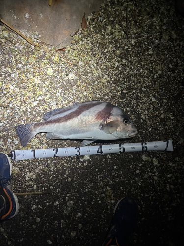 コショウダイの釣果