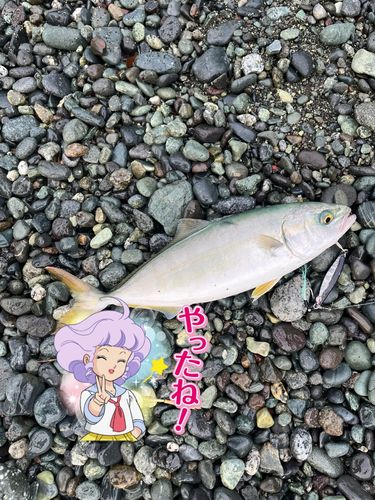 ワカシの釣果
