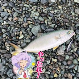 ワカシ