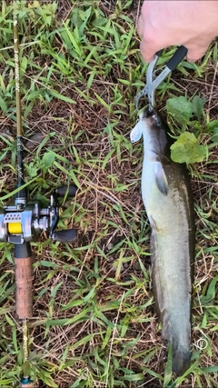 マナマズの釣果