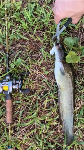 マナマズの釣果