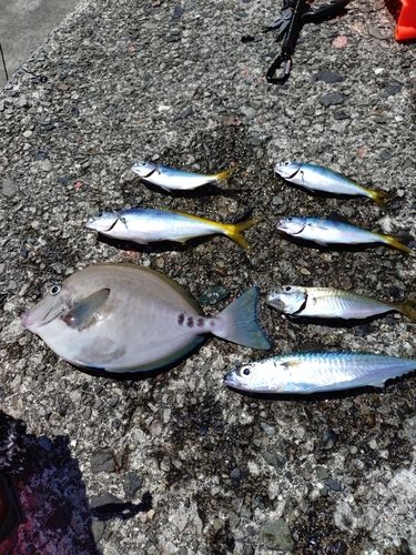 サバの釣果