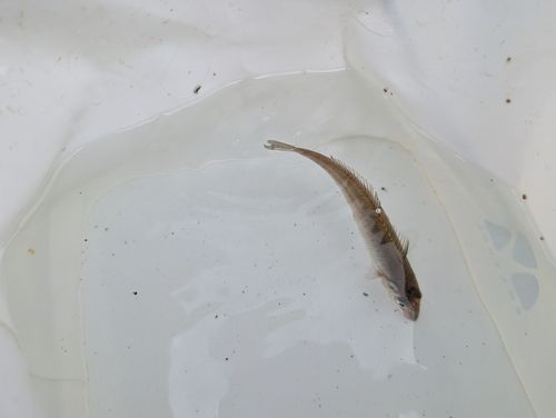 シロギスの釣果