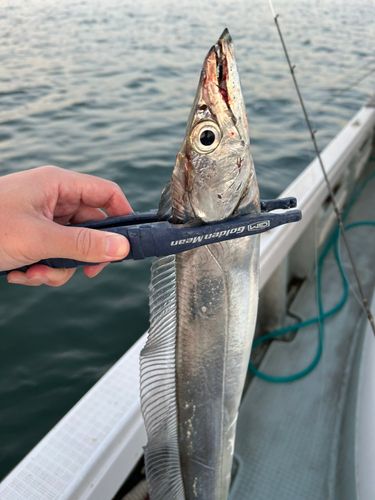 タチウオの釣果