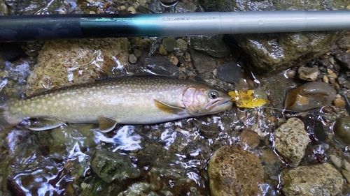 イワナの釣果
