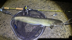 マナマズの釣果