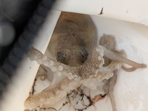 イイダコの釣果