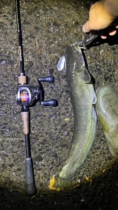 マナマズの釣果