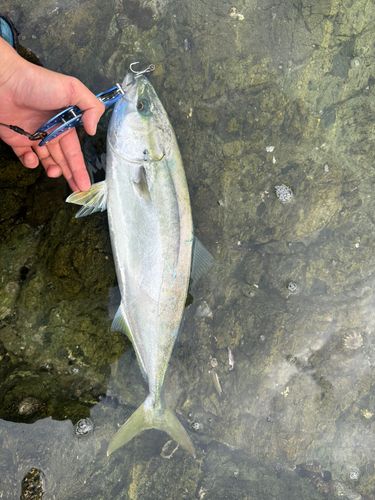 イナダの釣果