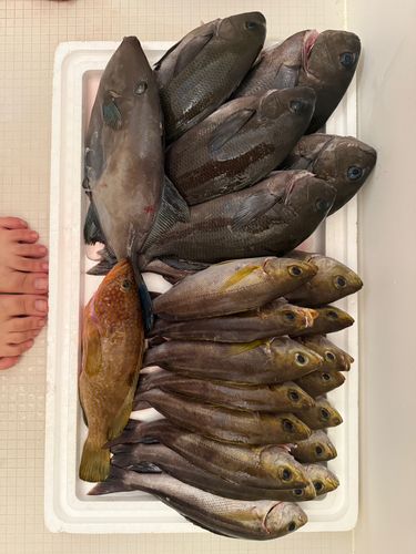 イサキの釣果