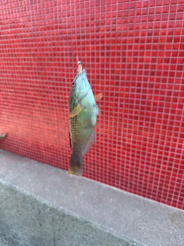 釣果