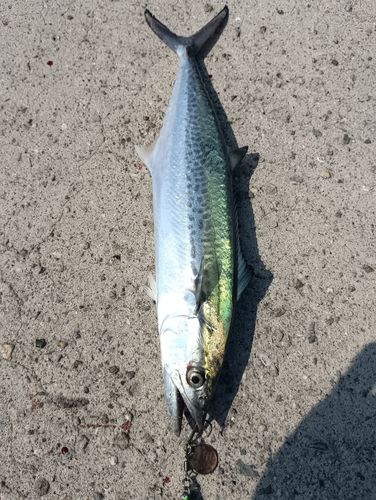 サゴシの釣果