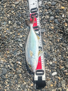 ショゴの釣果