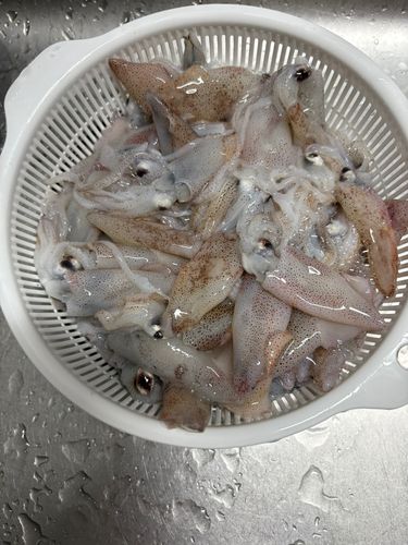 チイチイイカの釣果