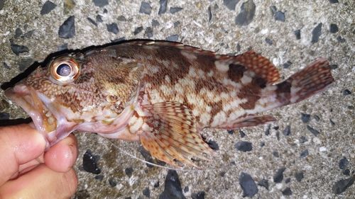 カサゴの釣果