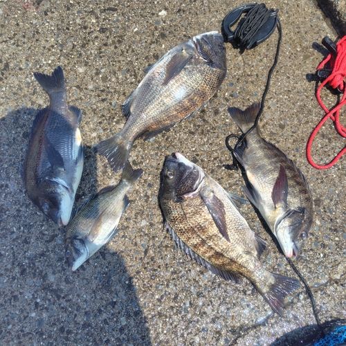 クロダイの釣果