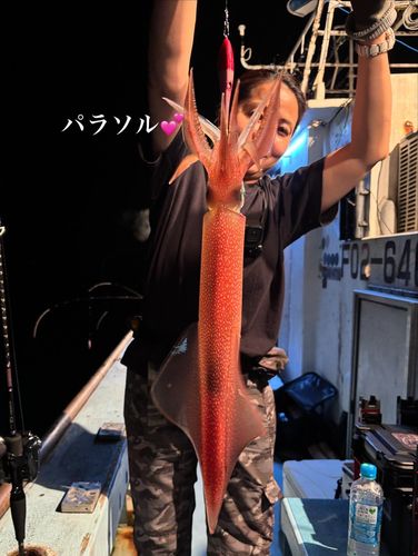 ヤリイカの釣果