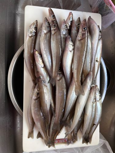 シロギスの釣果
