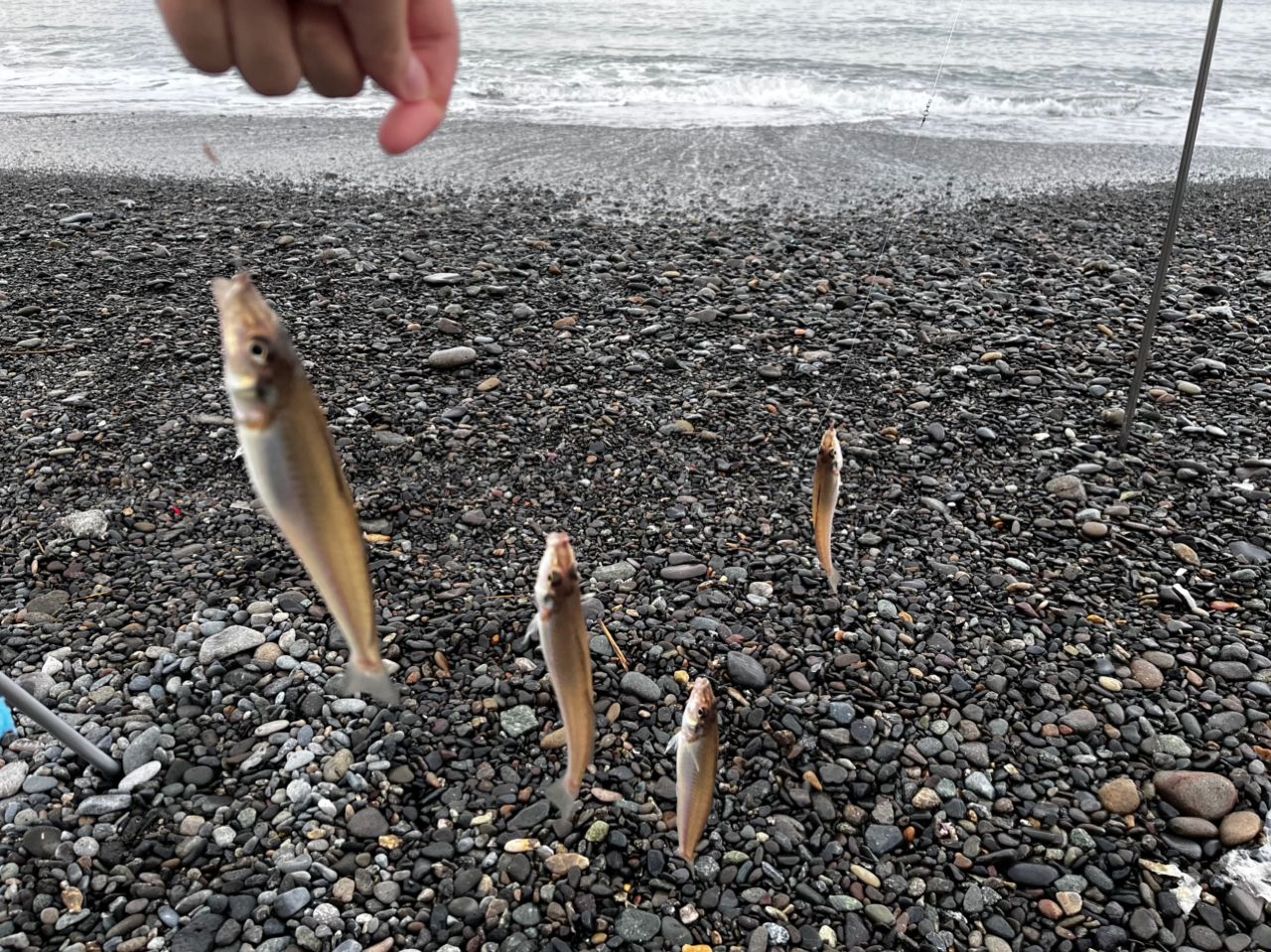 シロギス