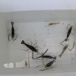 テナガエビ