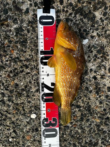 アコウの釣果