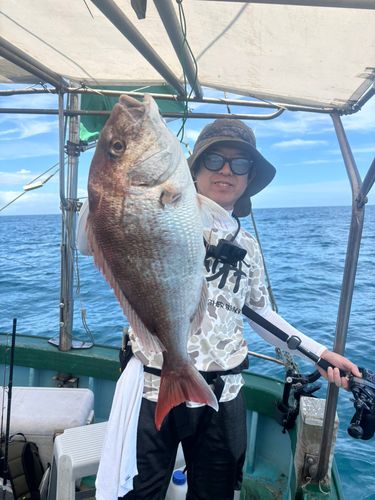 マダイの釣果