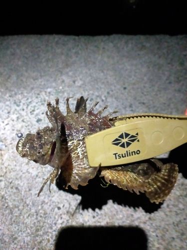 オニオコゼの釣果