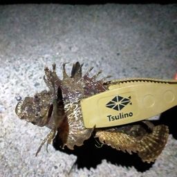 オニオコゼ