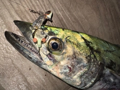 サワラの釣果