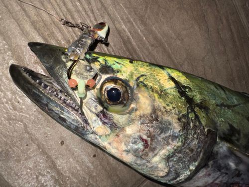 サワラの釣果