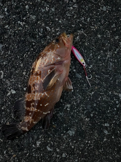 アコウの釣果
