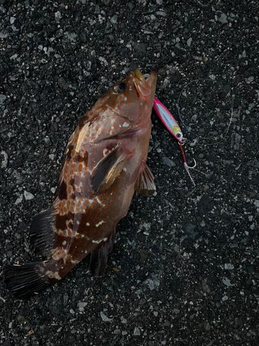 アコウの釣果